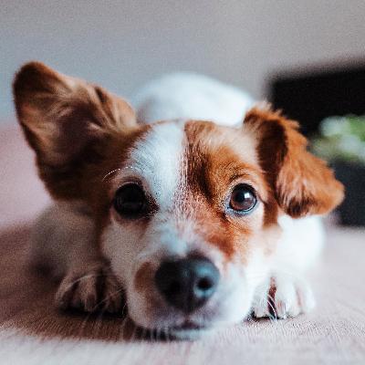 Papo Pet Agrosolo: Leishmaniose Canina