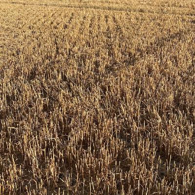 Why agriculture is going digital Why agriculture is going digital