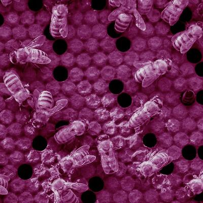 גם לדבורים יש תפיסת זמן