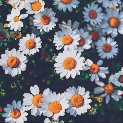Te quiero a las diez de la mañana- Jaime Sabines