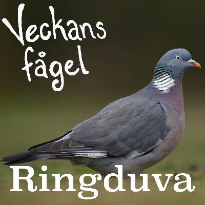 Ringduva