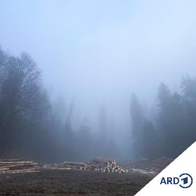 Gestohlener Wald - Gebrochene Versprechen (5/5)