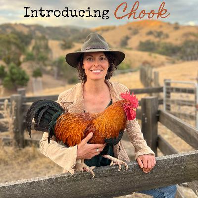 Introducing Chook