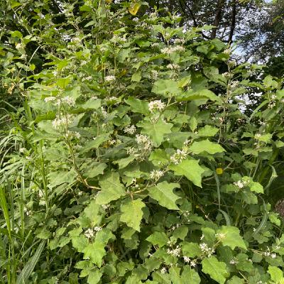 EP227  種出一片蜜源植物 / 開心務農的衍生品