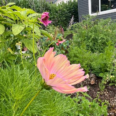 Episode 287 - Solving Garden Pest Issues