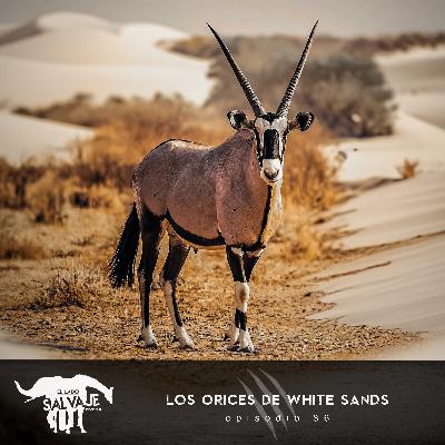 Los Orices De White Sands (con Diego Lucero)