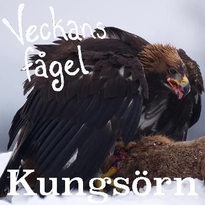 Kungsörn