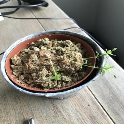 Episode 5: Miracle-Gro or Beer?