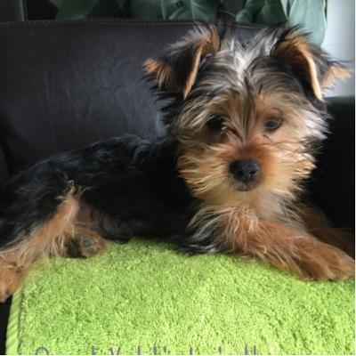 Passion Yorkshire terriers : le blog d’Oscar