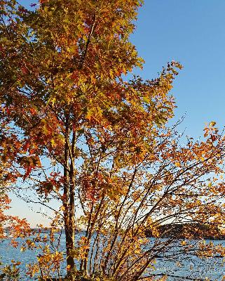 Gratitude Wednesday pre Thanksgiving Episode