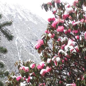 4/24-30/04, Trekking Everest Region 4/24-30/04, Trekking Everest Region