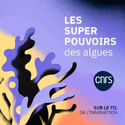 Les super pouvoirs des algues | Sur le fil de l'innovation Les super pouvoirs des algues | Sur le fil de l'innovation