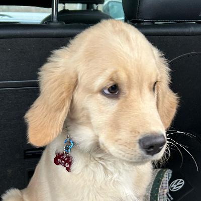 Ap Lang- memoir project