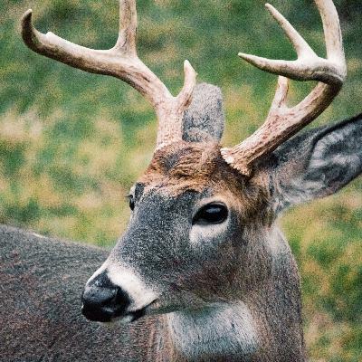 Nadine van Soest van BBSB over verdwijnen hertenkampen Nadine van Soest van BBSB over verdwijnen hertenkampen