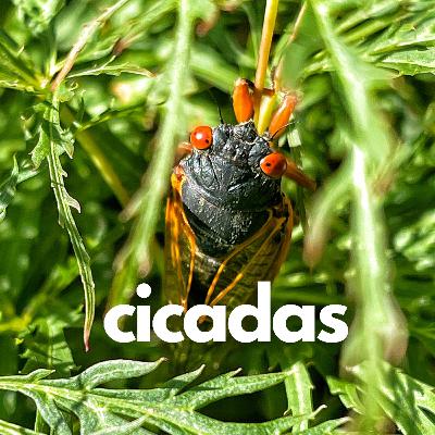 Cicadas