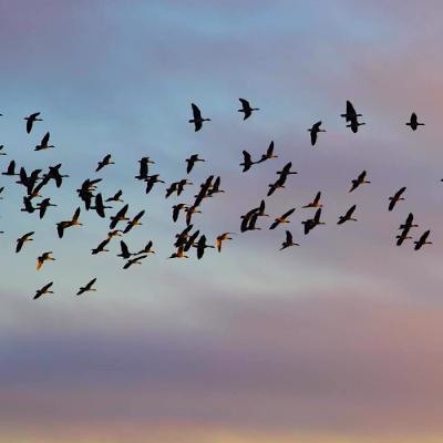 Even Higher than Angels (Rabbi Sacks on Vayera, Covenant & Conversation) Even Higher than Angels (Rabbi Sacks on Vayera, Covenant & Conversation)