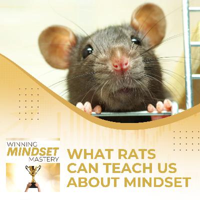 What Rats Can Teach Us About Mindset