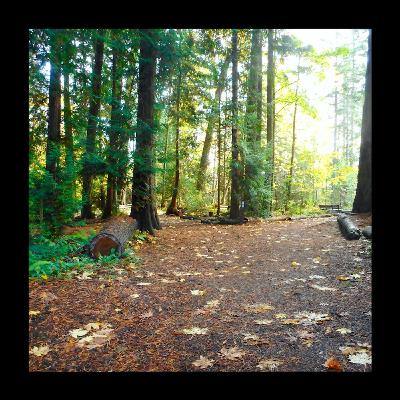 Trail Running (201)