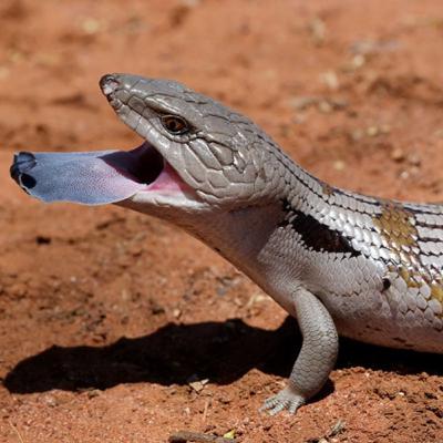 16. Blue-Tongue Skink (The Lizard That Gives Birth to Live Young) 16. Blue-Tongue Skink (The Lizard That Gives Birth to Live Young)