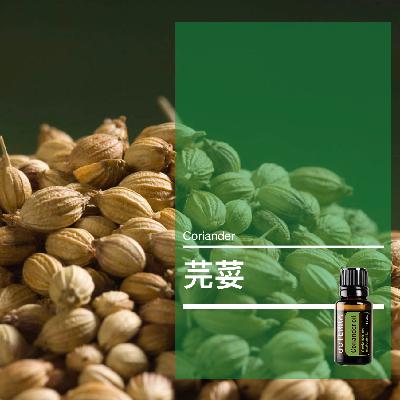 第三十八课：芫荽