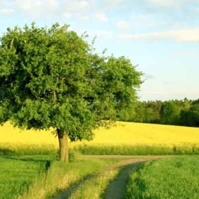 Money Grows (But Not on Trees)