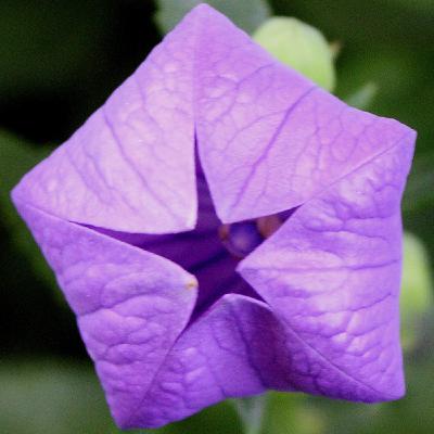 La Primavera y las Matemáticas (21-03-2017) La Primavera y las Matemáticas (21-03-2017)