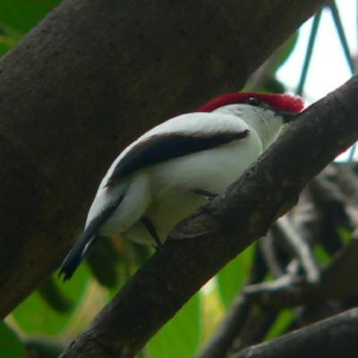182 Ceara, Brazil - Search for Araripe Manakin 182 Ceara, Brazil - Search for Araripe Manakin
