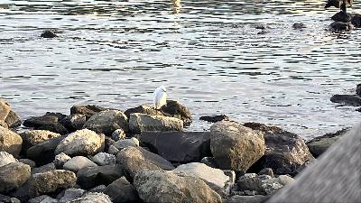 2194◆自然、楽しんでますか？「野鳥旅」など新たな「◯◯旅」を探して