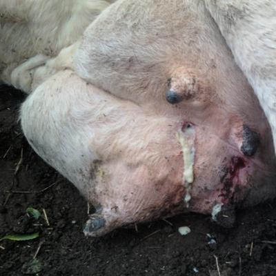 Episódio 58. Mastite bovina - O principal problema sanitário da propriedade leiteira. Episódio 58. Mastite bovina - O principal problema sanitário da propriedade leiteira.