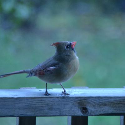 Guest Episode - The Bird Incident