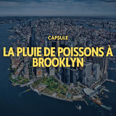 CAPSULE - La pluie de poissons de Brooklyn