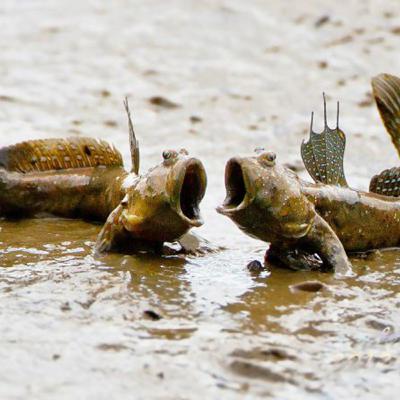 Người cũ cảnh xưa: Chim trời, cá nước, rau đồng Bài 4: Những chuyến lội rừng Người cũ cảnh xưa: Chim trời, cá nước, rau đồng Bài 4: Những chuyến lội rừng