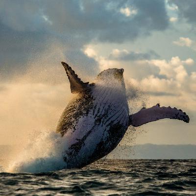 God in die Bultrug Walvis