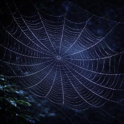 The Spider's Web (Part 2/5) | What Do We Rely On? The Spider's Web (Part 2/5) | What Do We Rely On?