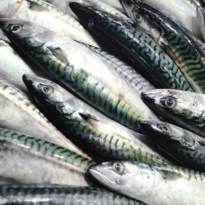 Planeta vivo - Menos omega 3 en el mar - 22/10/25 Planeta vivo - Menos omega 3 en el mar - 22/10/25