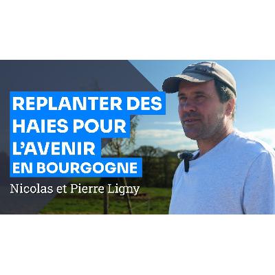 De la haie à la plaquette bois : replanter et préserver la ressource bois en Bourgogne, N et P Ligny De la haie à la plaquette bois : replanter et préserver la ressource bois en Bourgogne, N et P Ligny