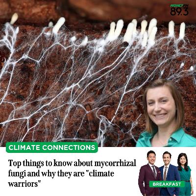 Climate Connections: Top things to know about mycorrhizal fungi and why they are "climate warriors"