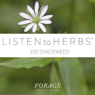 E01 Chickweed