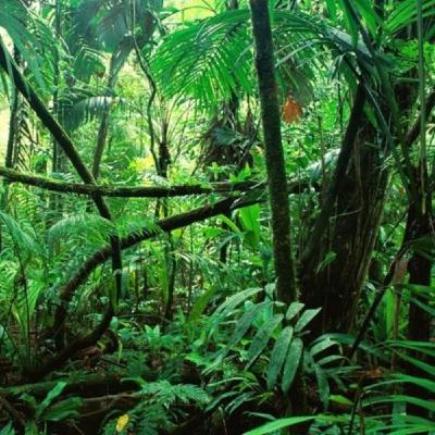 03 - La selva Amazónica