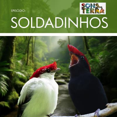 Os soldadinhos da natureza
