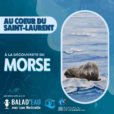 AU COEUR DU SAINT-LAURENT: à la découverte du MORSE