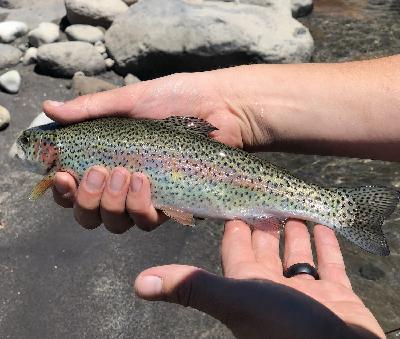 Big Trout on Small Spinners - Bill Herzog Article + Steelhead Highway Preview