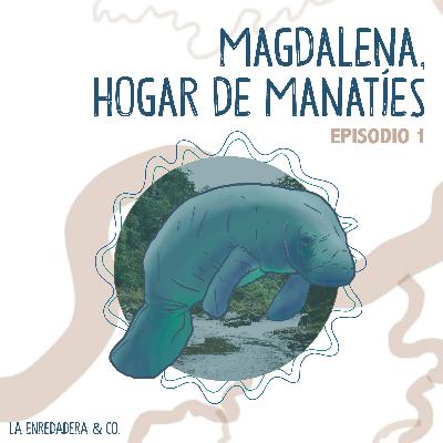 Magdalena, Hogar de Manatíes