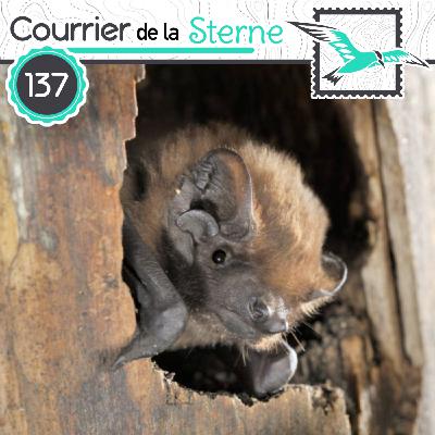 CDLS#137 : L'Attaque des Clones (Perroquets et Étourneau)