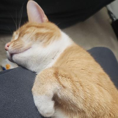 Help! My cat is fat!