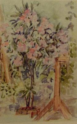 The Oleander