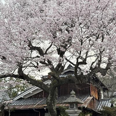 3/29 桜が咲いた！