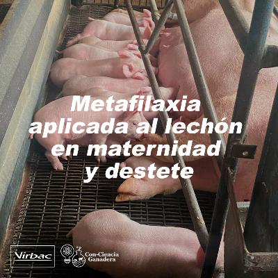10. Metafilaxia aplicada al lechón en maternidad y destete