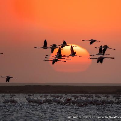 Shooting Wildlife with a Landscape Focus
