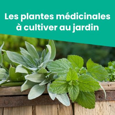 Les plantes médicinales à cultiver au jardin